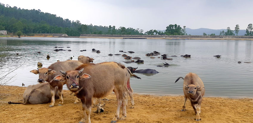 Khám[-]phá[-]vẻ[-]đẹp[-]của[-]những[-]hồ[-]đập[-]ở[-]Nghi[-]Xuân